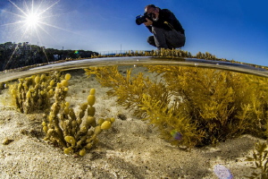 tide pool photographer (Kangaroo island) by Mathieu Foulquié 